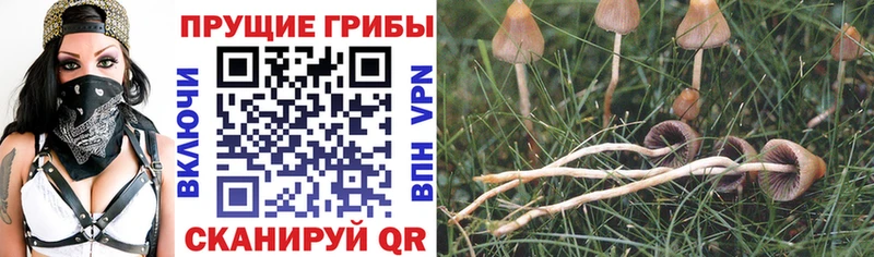 Галлюциногенные грибы GOLDEN TEACHER  ссылка на мегу ССЫЛКА  Змеиногорск 