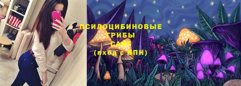 дарнет шоп  Змеиногорск  Псилоцибиновые грибы Psilocybe 